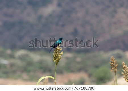 Greater blue-eared starling or greater blue-eared glossy-starling (Lamprotornis chalybaeus) in a field.