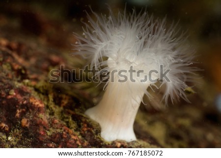 Abstract Underwater Macro Picture of Plumose Anemone. Picture taken in Howe Sound, British Columbia, Canada.
