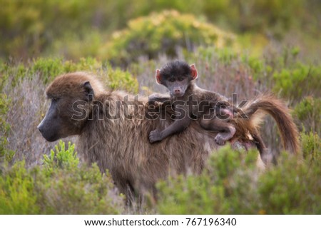 mother Cape baboon with baby riding along and clinging on to her back