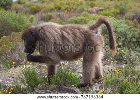 male Chacma or Cape baboon, Papio ursinus, eating from plants and looking for other food to eat