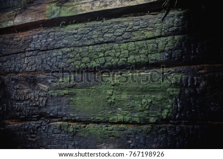 Macro picture of green moss. Close up macro photography of nature. Moss lichen background on the wooden wall texture.