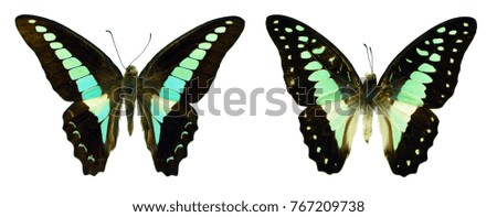 Beautiful exotic colorful butterflies isolated on white background
