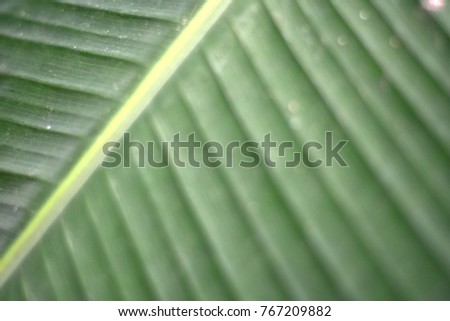 A green bamboo leave background