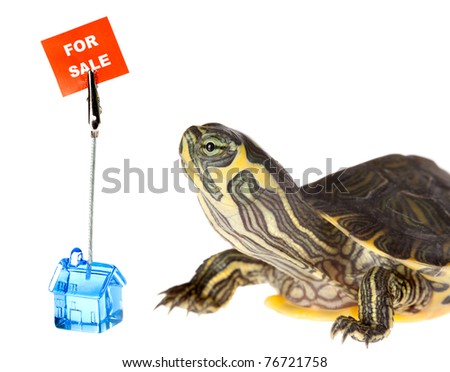 Green little turtle looking for a new house for sale