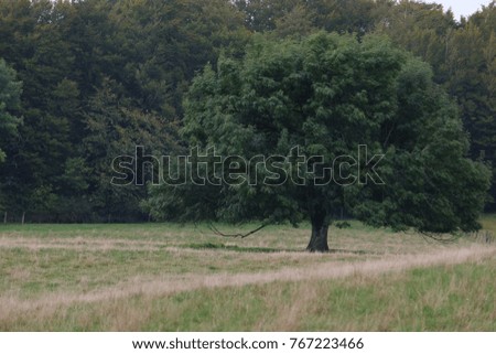 a huge branchy lonely standing tree, minimalism