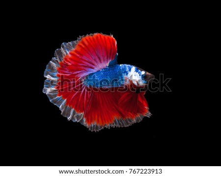 Multi color Siamese fighting fish(Rosetail-halfmoon),fighting fish,Betta splendens,on black background,Double Tails
