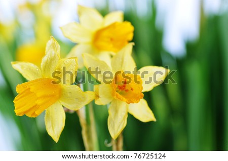 Yellow daffodils with  stems  and leaves in  bunch