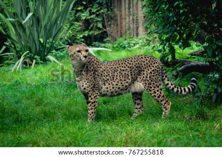 Female Cheetah in a zoo enclosure imitate the natural environment