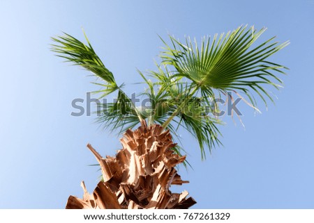 palm tree against the sky, landscape