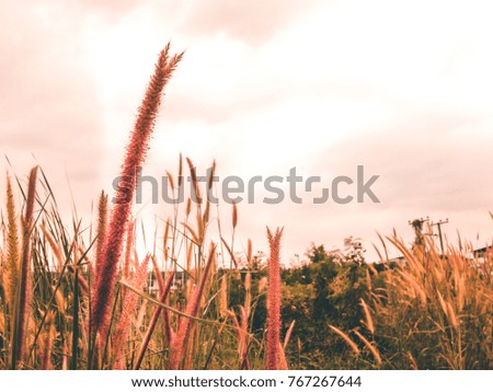 the grass flower on golden sky with sunlight 