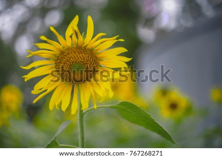 close up of beautiful  yellow sunflower with blurred background
