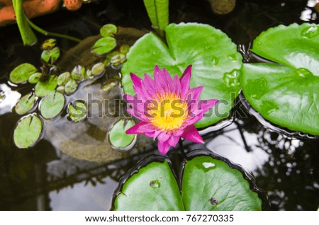beautiful lotus flower 