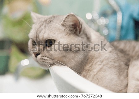 The gray British cat sits in a sink