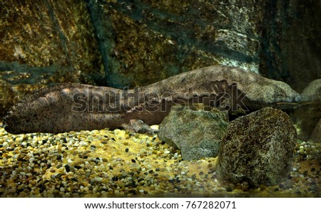 Chinese giant salamander 