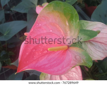 Pink flamingo flower in the botanic garden