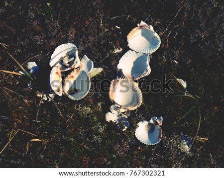 White empty seas hells in moss. Empty shells, the rest after a sea birds feed. Sea bbeach