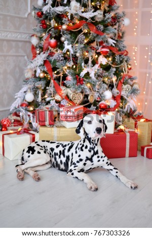 Christmas dog. Xmas tree. Dolmatin.
