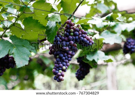 Bunches of ripe grapes before harvest.