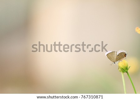 Butterfly with flower and background