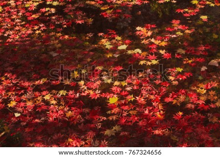Autumn leaves falling in a pond