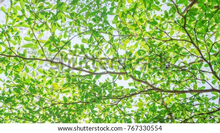Ivory coast almond tree branches on a sky background.