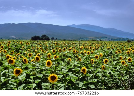 Blooming sunflowers on Thessalian plain in Greece
