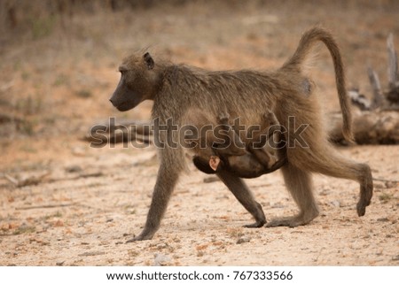 chacma baboon mother and clinging on young walking through the savanna bushes