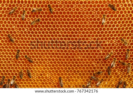 Fragmen of a honey honeycomb with bees and fresh honey. Natural honey