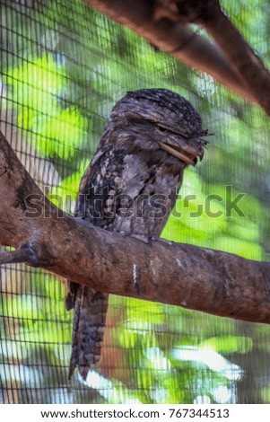 Frogmouth owl perched on branch
