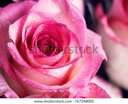 Roses close up. Beautiful roses on dark background