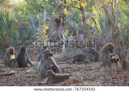 family chacma baboon resting on the forest floor grooming each other and babies playing
