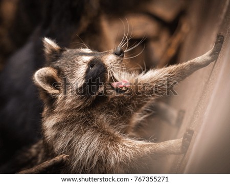 Close up portrait of a pretty ragged raccoon, Russia