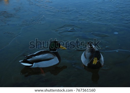 Color photo of ducks swimming in icy water