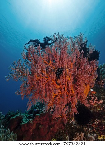Underwater photography of a red sea fan.
Divesite: Pulau Bangka (North Sulawesi/Indonesia)