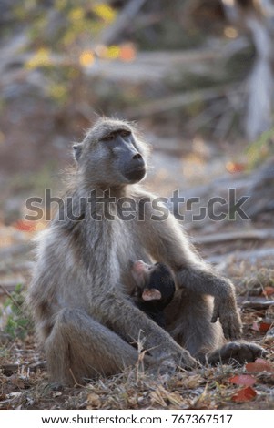 Baby chacma baboon suckling by the mother
