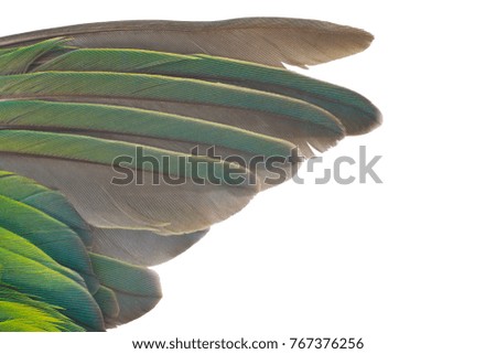 Green wing of birds on white background with clipping path