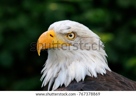 American Eagle on dark background