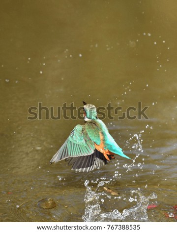 Bathing in a Kingfisher