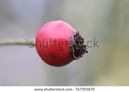 the red fruit of a rose hip shrub in winter. Low depth of field.