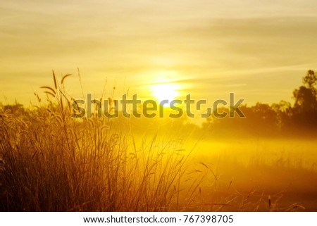 A front selective focus picture of grass flowers field in the evening summer sunset.