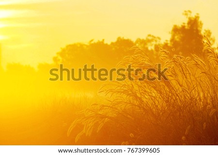 A front selective focus picture of grass flowers field in the foggy morning sunrise.