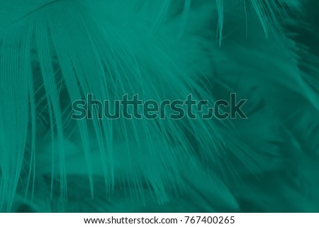 Beautiful green florida keys colors tone  feather texture background,trends color 2018 