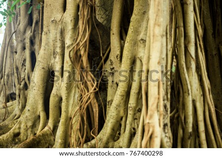 Big banyan tree root