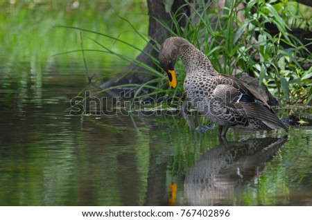 Yellow-billed Duck (Anas undulata) standing in shallow water at Otter bridge, Rietvlei Nature Reserve, South Africa