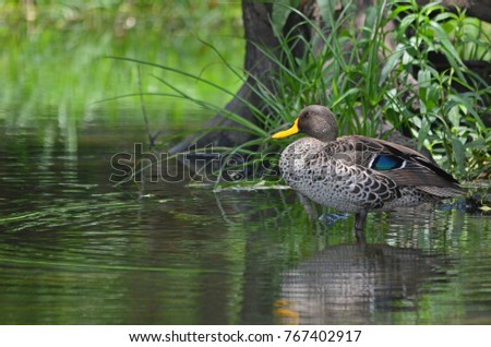 Yellow-billed Duck (Anas undulata) standing in shallow water at Otter bridge, Rietvlei Nature Reserve, South Africa