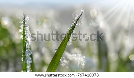 Frozen green leaves of grass close up. Nature background.