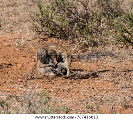 Young African Ground Squirrels playing