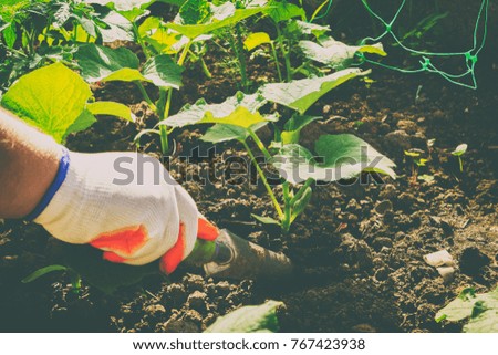 Cultivation of vegetables, care of the beds