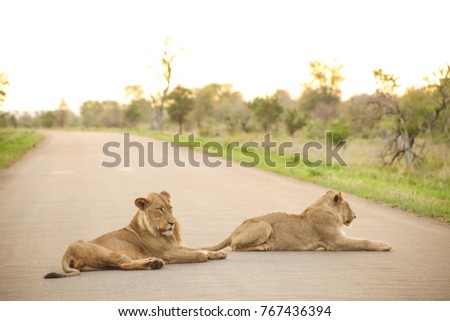 Close up of African Lions. Camouflaged Predator Hunting and prey on the Savannah. Conservation of endangered animals. Protected species of Africa. Safari Holiday. Dangerous Animal. Teamwork and social