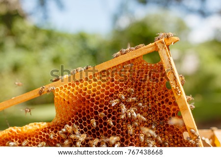 Closeup portrait of beekeeper holding a honeycomb full of bees. Beekeeper in protective workwear inspecting honeycomb frame at apiary. Beekeeping concept. Beekeeper harvesting honey Royalty-Free Stock Photo #767438668